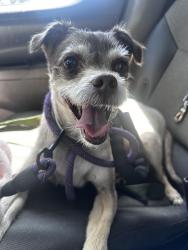 Found/Stray Male Dog last seen Paradise Point San Diego, San Diego, CA 92109