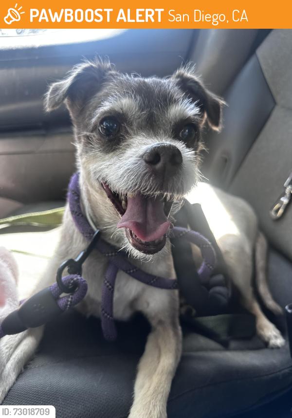 Found/Stray Male Dog last seen Paradise Point San Diego, San Diego, CA 92109
