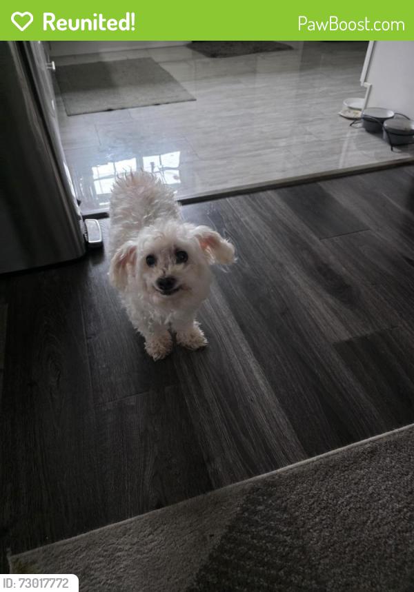 Reunited Female Dog last seen Fairview and 17th st Santa Ana, Santa Ana, CA 92706