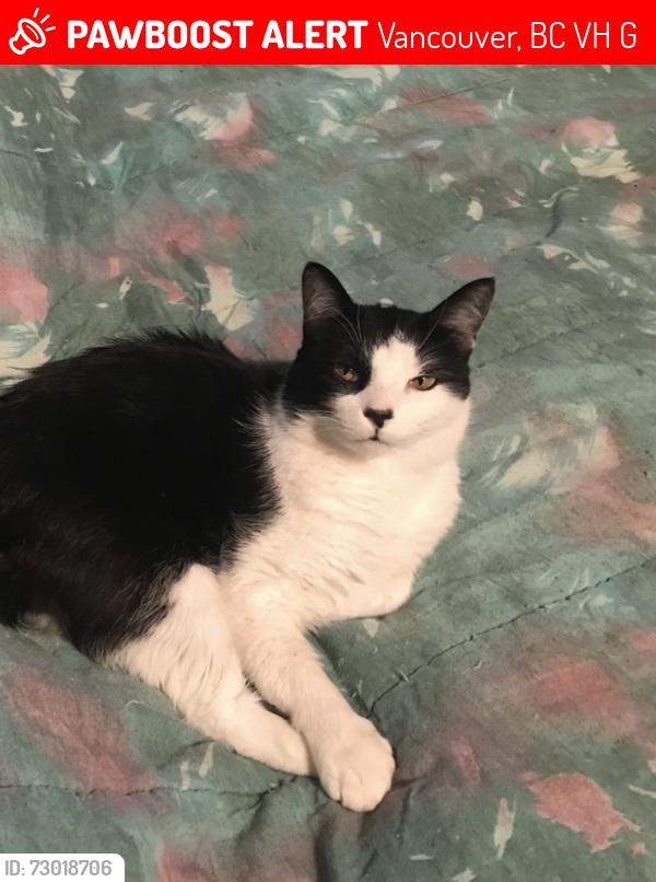 Lost Male Cat last seen 8th and Alder, Vancouver, BC V6H 1G7