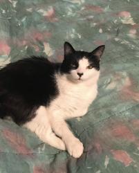 Lost Male Cat last seen 8th and Alder, Vancouver, BC V6H 1G7