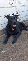 Lost Male Dog last seen Near boysen st, Vallejo, CA 94590