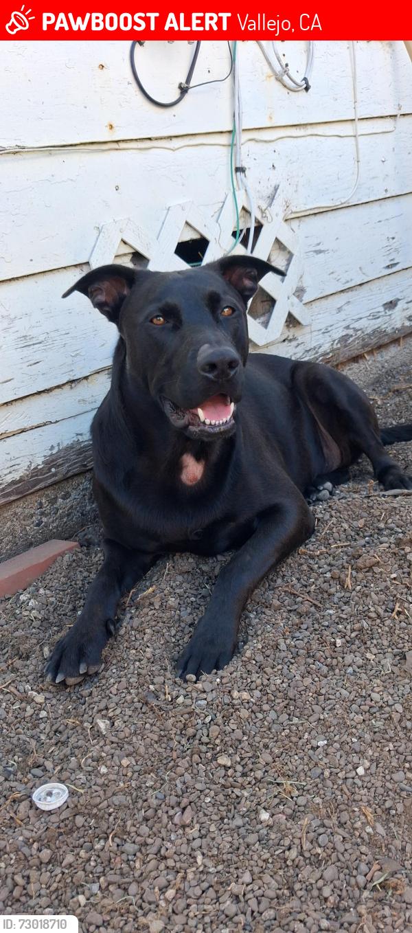 Lost Male Dog last seen Near boysen st, Vallejo, CA 94590