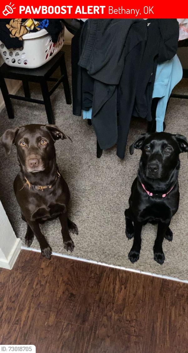 Lost Female Dog last seen 50th Bethany, Bethany, OK 73008