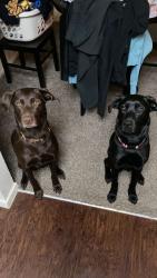 Lost Female Dog last seen 50th Bethany, Bethany, OK 73008