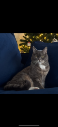 Lost Male Cat last seen Kings ridge blvd & valmont rd , Boulder, CO 80301