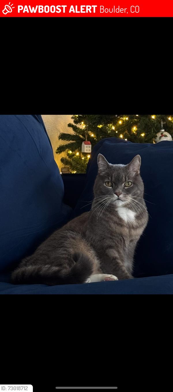 Lost Male Cat last seen Kings ridge blvd & valmont rd , Boulder, CO 80301