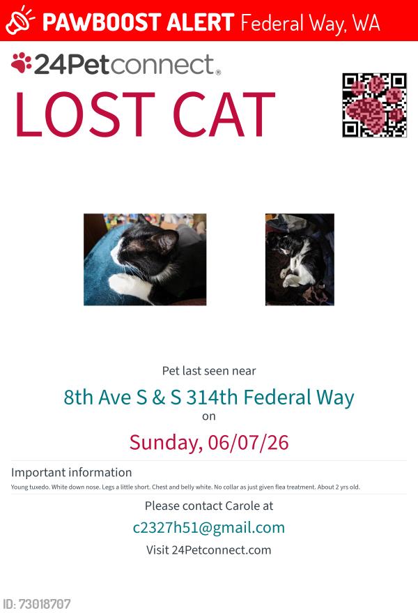 Lost Female Cat last seen 8th Ave s & S 314th St, Federal Way, WA 98003