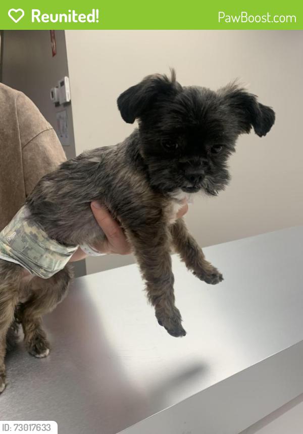 Reunited Male Dog last seen River Legacy and North Green Oaks, Arlington, TX 76017