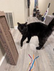 Found/Stray Female Cat last seen Cherry and Union, Olympia, WA 98501