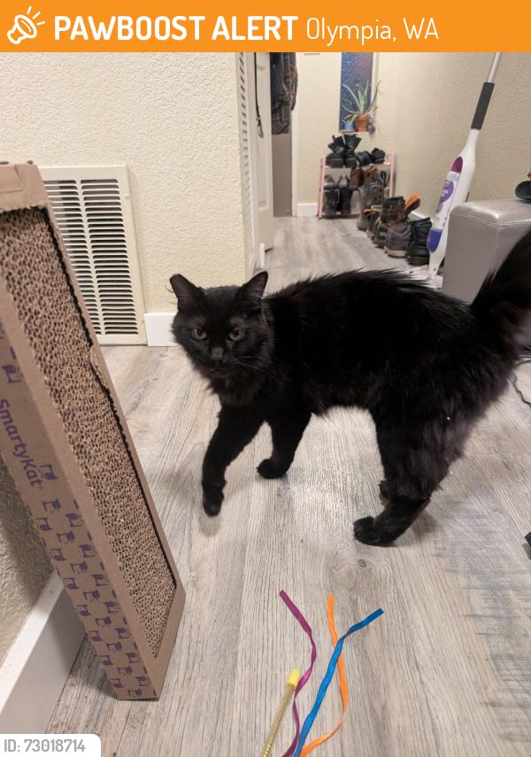Found/Stray Female Cat last seen Cherry and Union, Olympia, WA 98501
