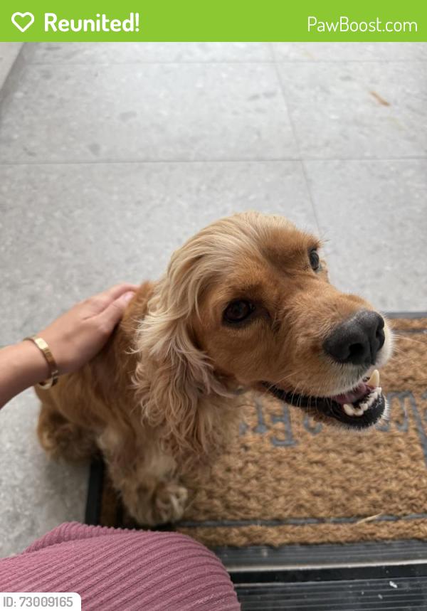 Reunited Unknown Dog last seen Rosewood ests, Brownsville, TX 78520