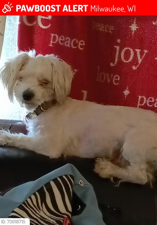 Lost Male Dog last seen Galena ave velit st Lisbon ave, Milwaukee, WI 53208