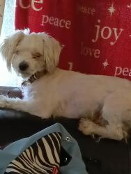 Lost Male Dog last seen Galena ave velit st Lisbon ave, Milwaukee, WI 53208