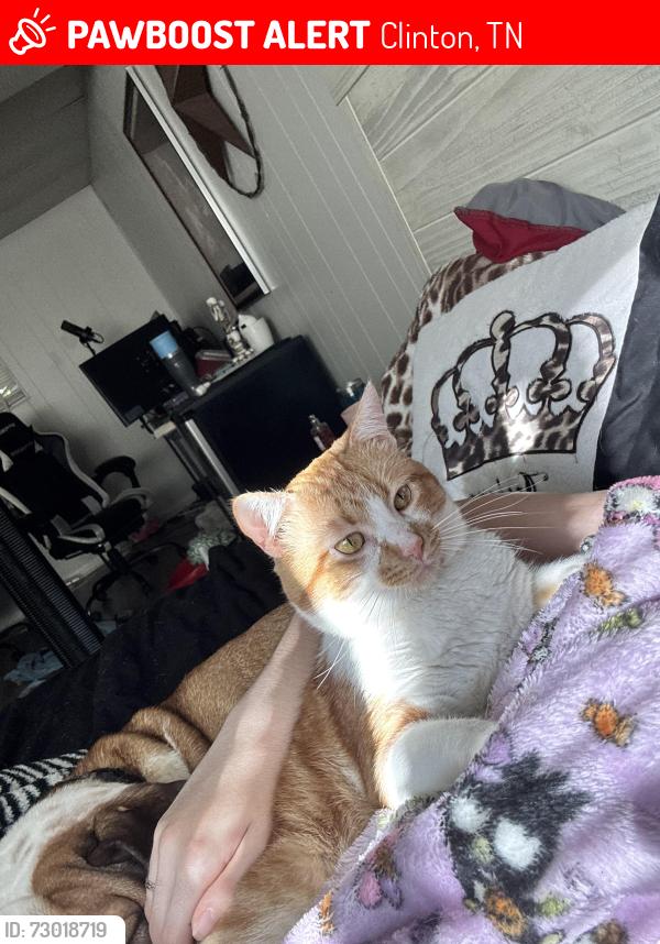 Lost Male Cat last seen Moccasin hollow lane , Clinton, TN 37716