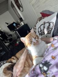 Lost Male Cat last seen Moccasin hollow lane , Clinton, TN 37716