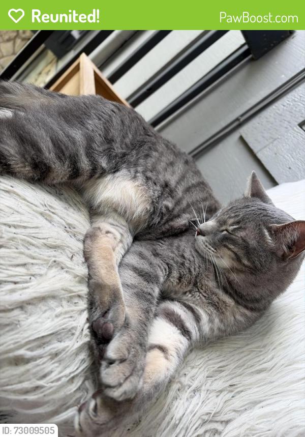 Reunited Male Cat last seen Hillcrest Estates, Kansas City, MO 64132
