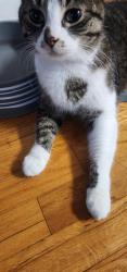 Found/Stray Female Cat last seen Magnolia Lane Madison WI 53713, Madison, WI 53713