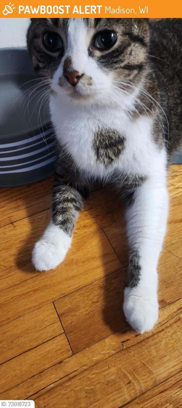 Found/Stray Female Cat last seen Magnolia Lane Madison WI 53713, Madison, WI 53713
