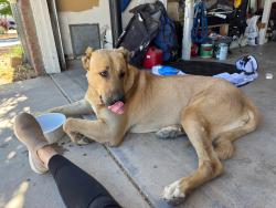 Reunited Male Dog last seen Peach, Hesperia, CA 92345