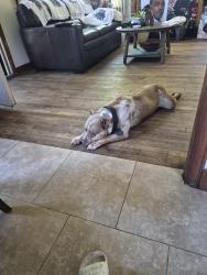 Reunited Male Dog last seen Telegraph and 6 mile, Detroit, MI 48219
