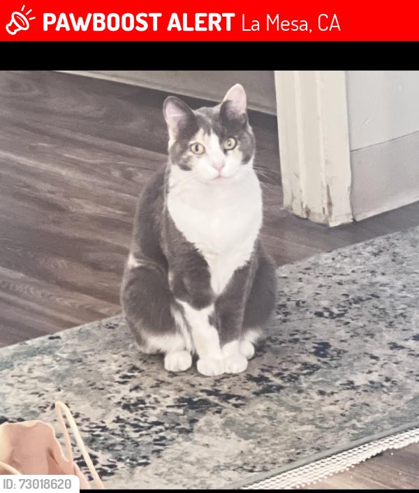 Lost Female Cat last seen Homewood , La Mesa, CA 91942
