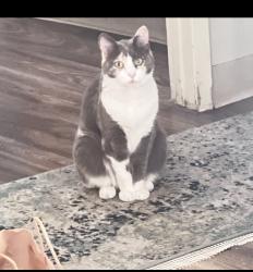 Lost Female Cat last seen Homewood , La Mesa, CA 91942