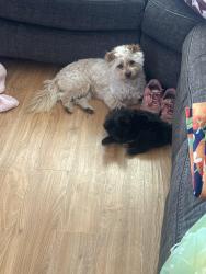 Lost Male Dog last seen Branham Lane E, San Jose, CA 95111