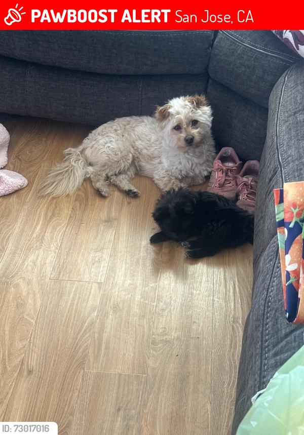 Lost Male Dog last seen Branham Lane E, San Jose, CA 95111