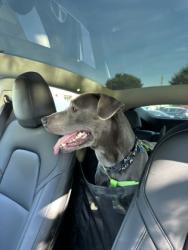 Shelter Stray Male Dog last seen , 30083, GA, 3280 Chamblee Dunwoody Rd, Chamblee, GA 30341, USA