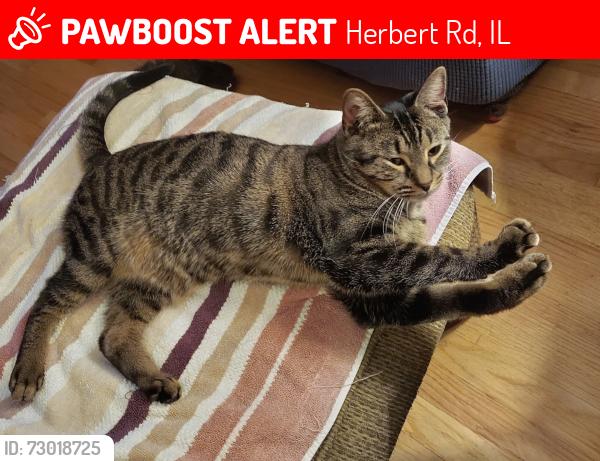 Lost Male Cat last seen Kingston and Herbert or Herbert and Glidden rd, Herbert Rd, IL 60145