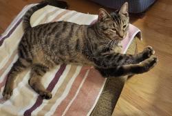 Lost Male Cat last seen Kingston and Herbert or Herbert and Glidden rd, Herbert Rd, IL 60145