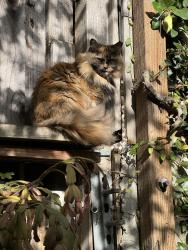 Lost Female Cat last seen Gates St. Bernal Blvd. & Powhatan, San Francisco, CA 94110