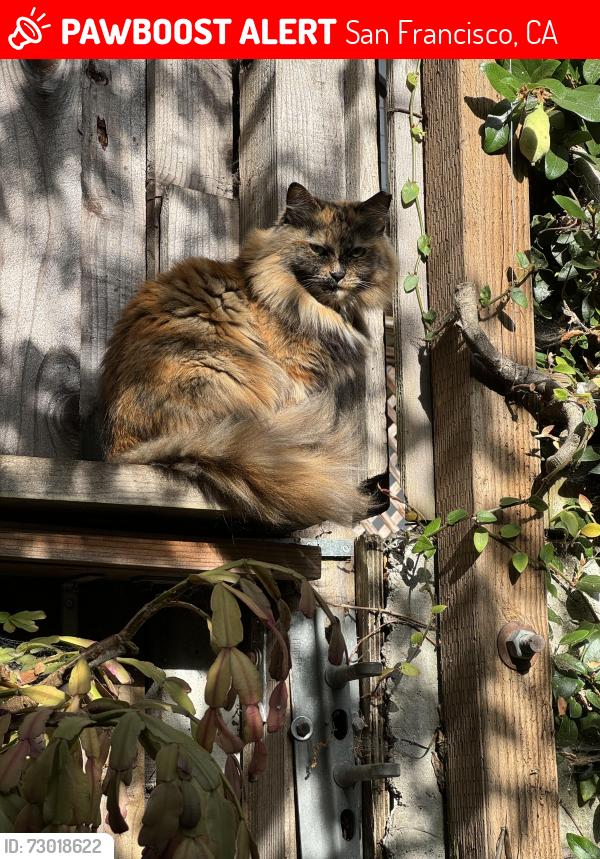 Lost Female Cat last seen Gates St. Bernal Blvd. & Powhatan, San Francisco, CA 94110