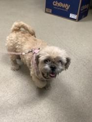 Shelter Stray Female Dog last seen , , TX, 355 Hillshire Dr, Haslet, TX 76052, USA