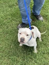 Shelter Stray Female Dog last seen Near FAIRLANE AVE, South District, TX, 355 Hillshire Dr, Haslet, TX 76052, USA
