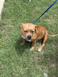 Shelter Stray Female Dog last seen Near FAIRLANE AVE, South District, TX, 355 Hillshire Dr, Haslet, TX 76052, USA