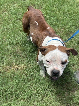 Shelter Stray Female Dog last seen Near FAIRLANE AVE, South District, TX, 355 Hillshire Dr, Haslet, TX 76052, USA