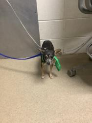 Shelter Stray Female Dog last seen Near Wayside Ave., South District, TX, 355 Hillshire Dr, Haslet, TX 76052, USA