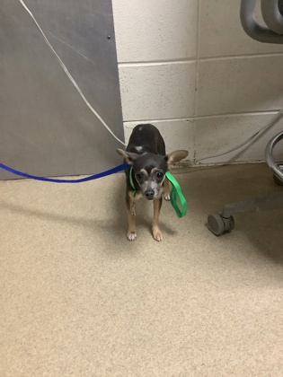 Shelter Stray Female Dog last seen Near Wayside Ave., South District, TX, 355 Hillshire Dr, Haslet, TX 76052, USA