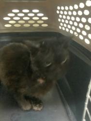 Shelter Stray Unknown Cat last seen Near McClemore Ave, Central District, TX, 355 Hillshire Dr, Haslet, TX 76052, USA