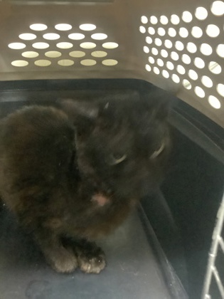 Shelter Stray Unknown Cat last seen Near McClemore Ave, Central District, TX, 355 Hillshire Dr, Haslet, TX 76052, USA