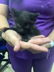 Shelter Stray Male Cat last seen Near W Rim Drive, East District, TX, 355 Hillshire Dr, Haslet, TX 76052, USA