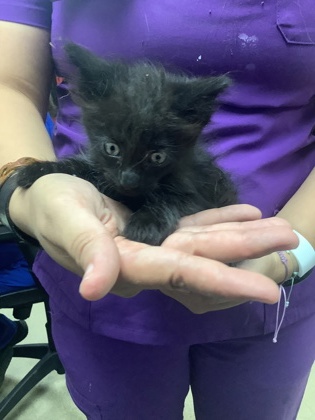 Shelter Stray Male Cat last seen Near W Rim Drive, East District, TX, 355 Hillshire Dr, Haslet, TX 76052, USA
