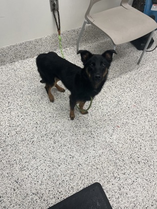 Shelter Stray Female Dog last seen Near washington rd, East Point, GA, 1251 Fulton Industrial Blvd NW, Atlanta, GA 30336, USA