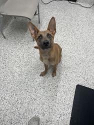 Shelter Stray Male Dog last seen 1829-D Campbellton rd sw, Atlanta, GA, 1251 Fulton Industrial Blvd NW, Atlanta, GA 30336, USA