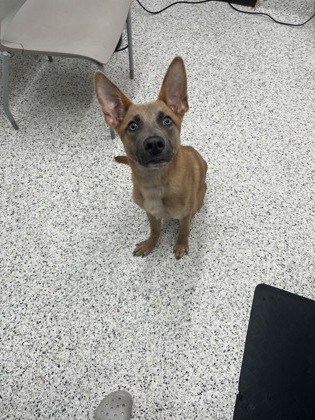 Shelter Stray Male Dog last seen 1829-D Campbellton rd sw, Atlanta, GA, 1251 Fulton Industrial Blvd NW, Atlanta, GA 30336, USA