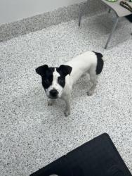 Shelter Stray Female Dog last seen Near Diamond Bluff, Union City, GA, 1251 Fulton Industrial Blvd NW, Atlanta, GA 30336, USA