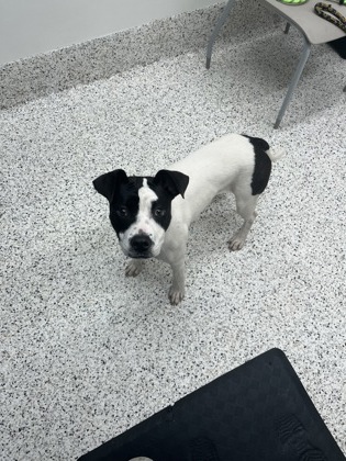 Shelter Stray Female Dog last seen Near Diamond Bluff, Union City, GA, 1251 Fulton Industrial Blvd NW, Atlanta, GA 30336, USA