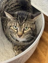 Shelter Stray Female Cat last seen Near Cushman Circle, Atlanta, GA, 1251 Fulton Industrial Blvd NW, Atlanta, GA 30336, USA